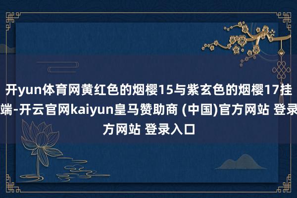 開yun體育網(wǎng)黃紅色的煙櫻15與紫玄色的煙櫻17掛滿枝端-開云官網(wǎng)kaiyun皇馬贊助商 (中國)官方網(wǎng)站 登錄入口